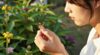 Butterfly that barely ages could help unlock longevity secrets